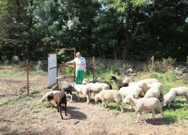 Сегодня двор Елены и Александра полон разнообразной живности: бараны, козы, коровы. Все животные находятся под строгим ветеринарным контролем. Спец...